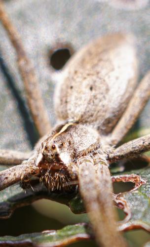 Pisaura mirabilis